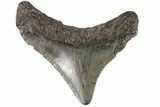 Juvenile Megalodon Tooth - Georgia #83710-1